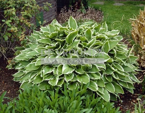Hosta Undulata Albomarginata | 25 pce