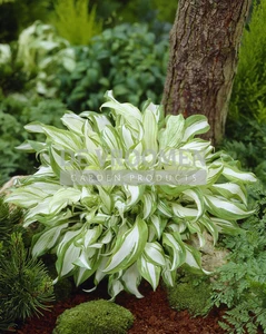 Hosta Undulata Mediovariegata | 25 pce