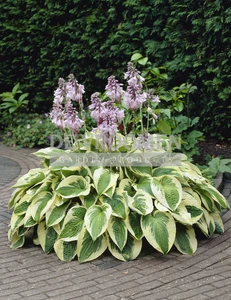 Hosta Wide Brim | 25 pce