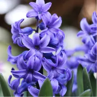 Hyacinths