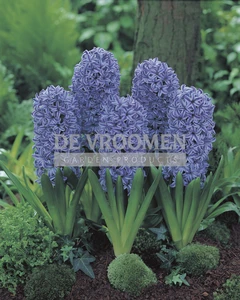 Hyacinth Blue Jacket | 25 pce