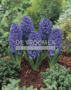 Hyacinth Blue Pearl | 25 pce