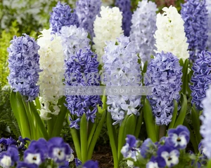 Hyacinth Blue Shades | 25 pce
