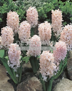 Hyacinth China Pink | 25 pce
