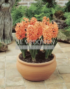 Hyacinth Gipsy Queen | 25 pce