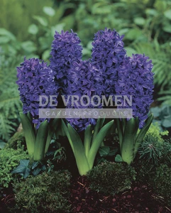 Hyacinth Peter Stuyvesant | 25 pce
