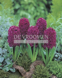 Hyacinth Woodstock | 25 pce