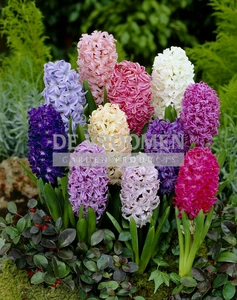 Hyacinths Mixed | 25 pce