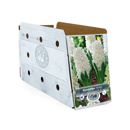 Hyacinthus Aiolos | Capper 16 x 4 - image 2