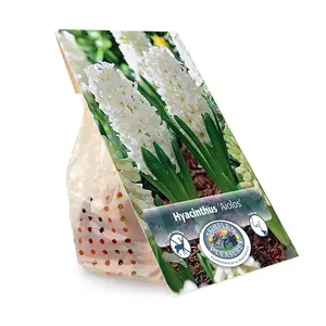 Hyacinthus Aiolos | Capper 16 x 4 - image 3
