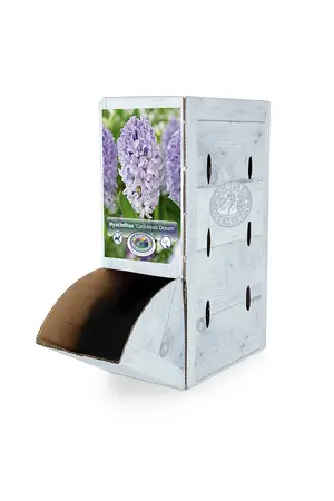 Hyacinthus Caribbean Dream | 60 pce - image 2