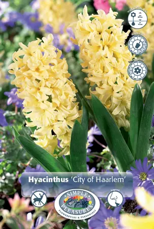 Hyacinthus City of Haarlem | 150 pcs - image 1