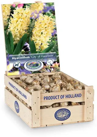 Hyacinthus City of Haarlem | 150 pcs - image 2