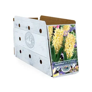 Hyacinthus City of Haarlem | Cappers 4 x 16 - image 2