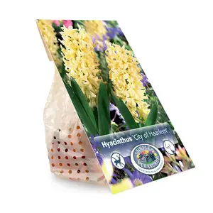 Hyacinthus City of Haarlem | Cappers 4 x 16 - image 3
