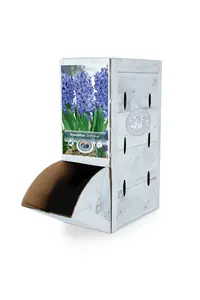 Hyacinthus Delft Blue | 60 pce - image 2