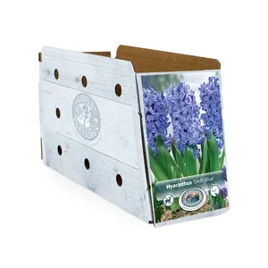 Hyacinthus Delft Blue | Cappers 4 x 16 - image 2