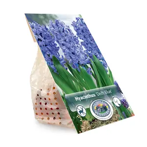 Hyacinthus Delft Blue | Cappers 4 x 16 - image 3