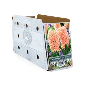 Hyacinthus Gipsy Queen | Cappers 4 x 16 - image 2