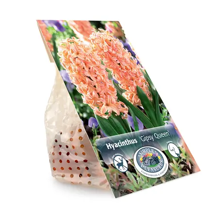 Hyacinthus Gipsy Queen | Cappers 4 x 16 - image 3