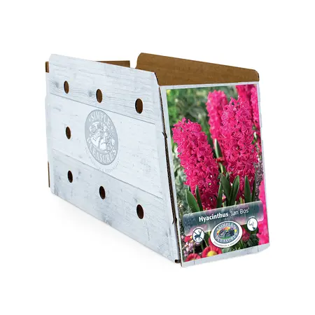 Hyacinthus Jan Bos | Cappers 4 x 16 - image 2