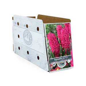 Hyacinthus Jan Bos | Cappers 4 x 16 - image 2