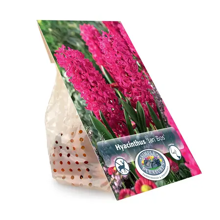 Hyacinthus Jan Bos | Cappers 4 x 16 - image 3