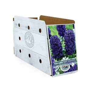 Hyacinthus Peter Stuyvesant | Cappers 4 x 16 - image 2
