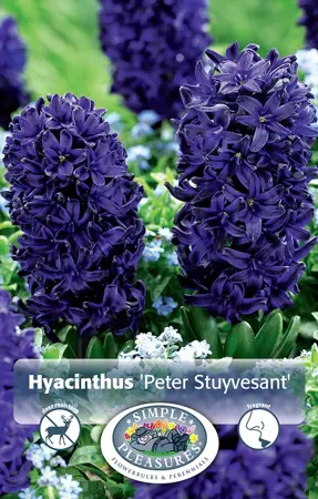 Hyacinthus Peter Stuyvesant | Cappers 4 x 16 - image 1