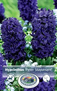 Hyacinthus Peter Stuyvesant | Cappers 4 x 16