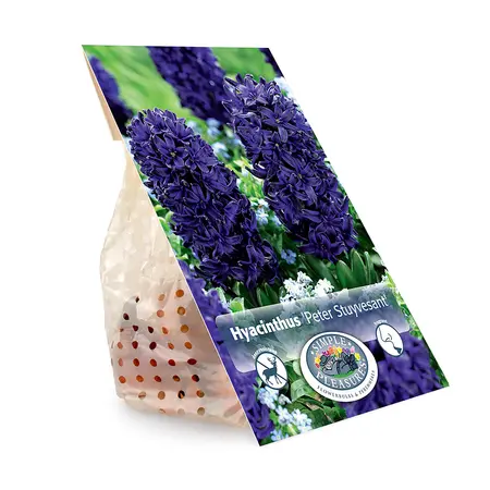 Hyacinthus Peter Stuyvesant | Cappers 4 x 16 - image 3