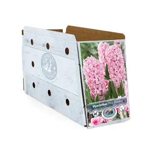 Hyacinthus Pink Frosting (Fondant) | Cappers 4 x 16 - image 2