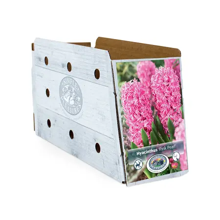 Hyacinthus Pink Pearl | Cappers 4 x 16 - image 2
