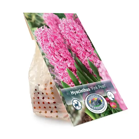 Hyacinthus Pink Pearl | Cappers 4 x 16 - image 3