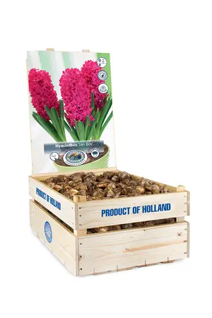 Hyacinthus Prepared Jan Bos | 175 pce - image 2