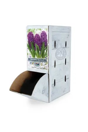 Hyacinthus Woodstock | 60 pce - image 2