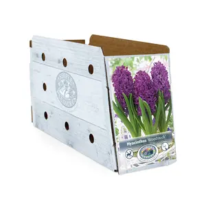 Hyacinthus Woodstock | Cappers 4 x 16 - image 2