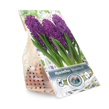 Hyacinthus Woodstock | Cappers 4 x 16 - image 3