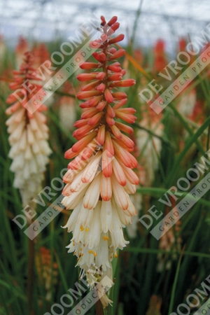 Kniphofia Ice Queen | 25 pce