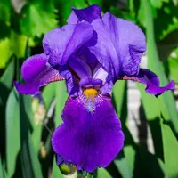 Iris Bearded
