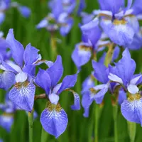 Iris Botiris