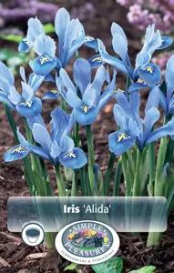 Iris Botiris Reticulata Alida | Cappers 20 x 15