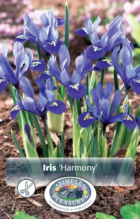 Iris Botiris Reticulata Harmony | Cappers 20 x 15 - image 1