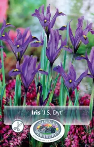 Iris Botiris Reticulata J.S. Dyt | Cappers 20 x 15