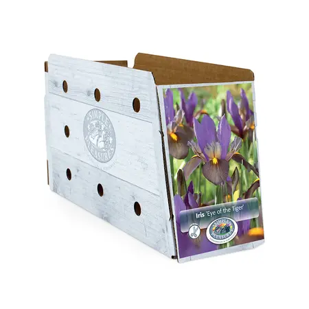 Iris Dutch Eye of the Tiger | Capper 15 x 10 - image 2