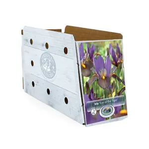 Iris Dutch Eye of the Tiger | Capper 15 x 10 - image 2