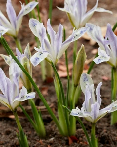 Iris Botanical Painted Lady | 100 pce