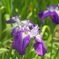 Iris Ensata