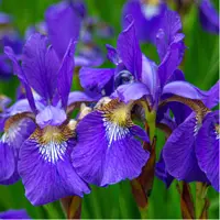 Iris Fall