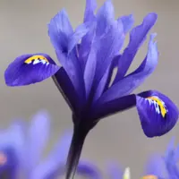 Iris Miscellaneous
